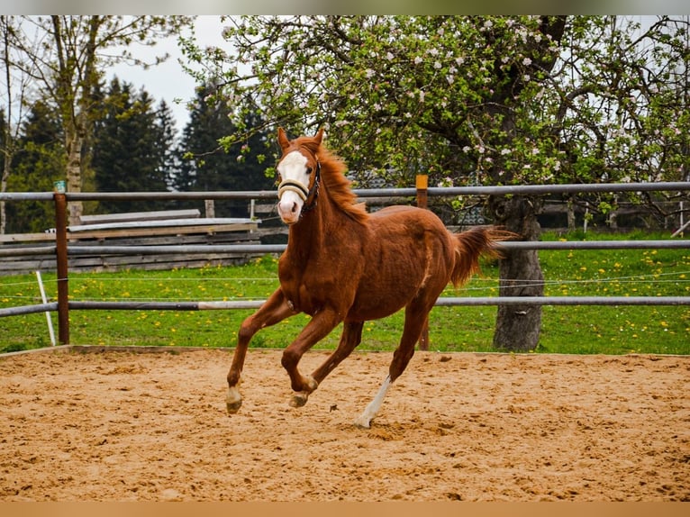 American Quarter Horse Hengst 1 Jahr 155 cm Rabicano in Heimenkirch