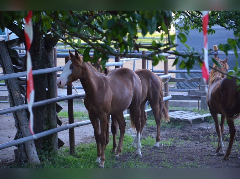 American Quarter Horse Hengst 1 Jahr 155 cm Rabicano in Heimenkirch