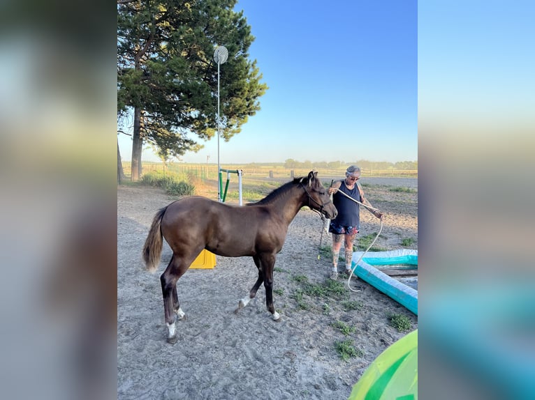 American Quarter Horse Hengst 1 Jahr 155 cm in Kerekghyhaza