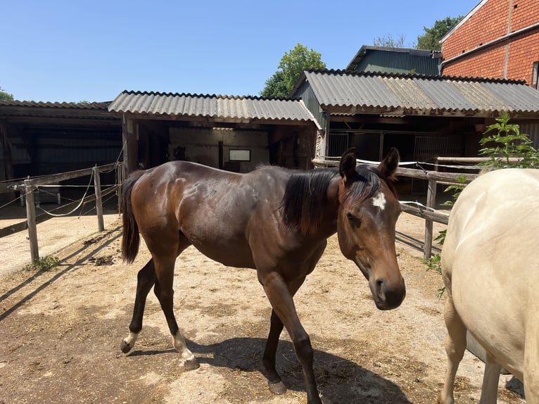 American Quarter Horse Hengst 1 Jahr 155 cm in Gangelt