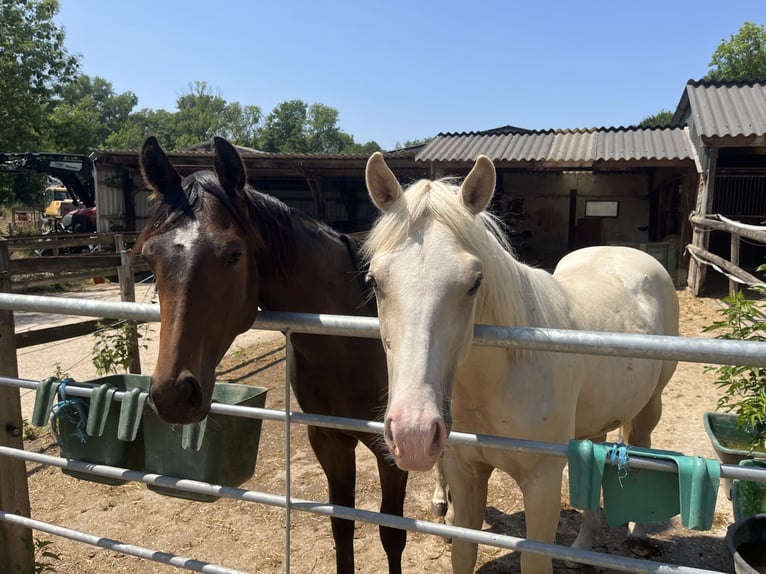 American Quarter Horse Hengst 1 Jahr 155 cm in Gangelt