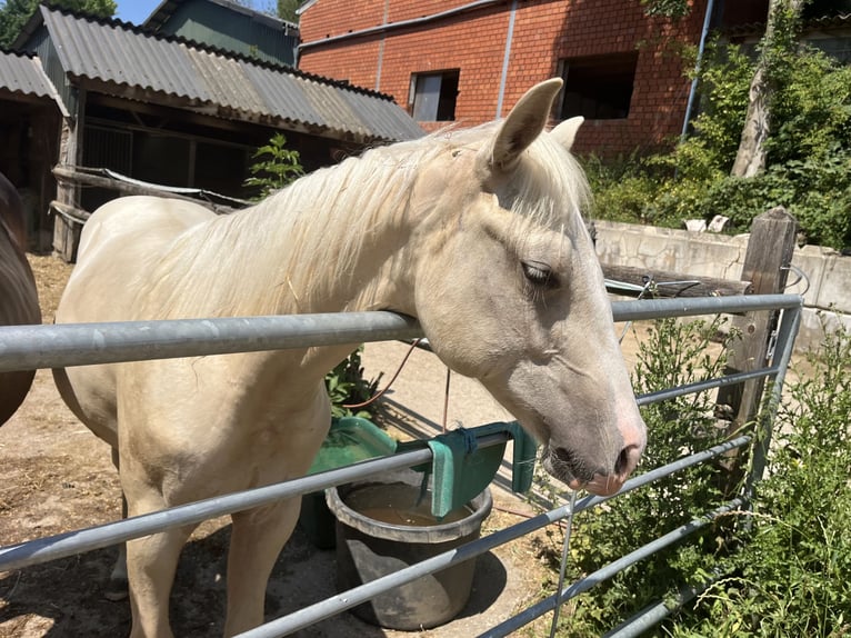 American Quarter Horse Hengst 1 Jahr 155 cm in Gangelt