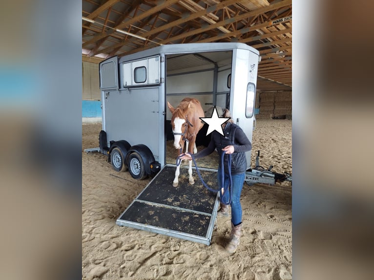 American Quarter Horse Hengst 1 Jahr 156 cm Fuchs in Langenau