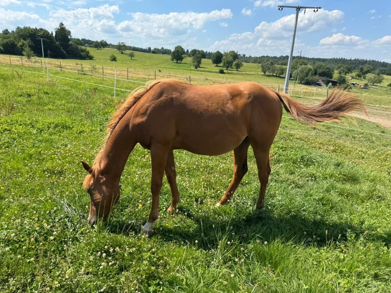 American Quarter Horse Hengst 1 Jahr 156 cm Fuchs in Straubenhardt