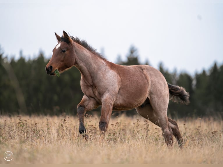American Quarter Horse Hengst 1 Jahr 158 cm Roan-Bay in Rosenfeld