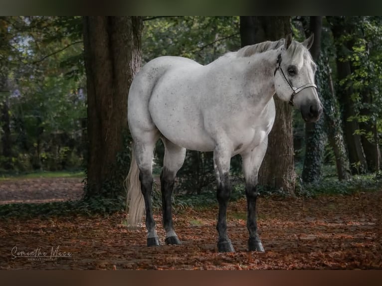 American Quarter Horse Hengst 1 Jahr 158 cm Roan-Bay in Rosenfeld