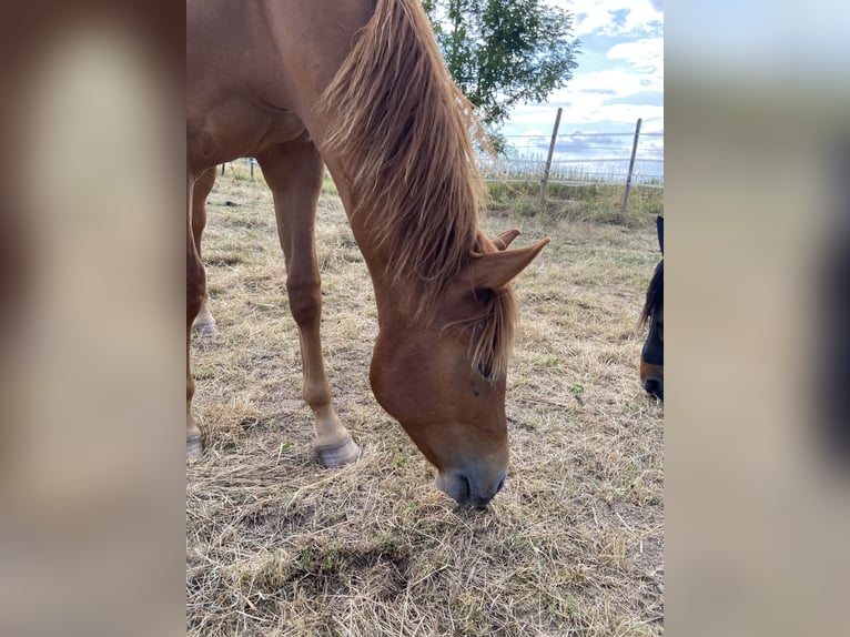 American Quarter Horse Hengst 1 Jahr 159 cm Dunkelfuchs in Wachtberg