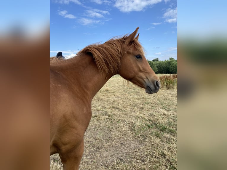 American Quarter Horse Hengst 1 Jahr 159 cm Dunkelfuchs in Wachtberg