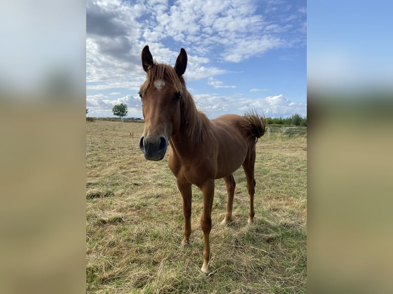 American Quarter Horse Hengst 1 Jahr 159 cm Dunkelfuchs in Wachtberg