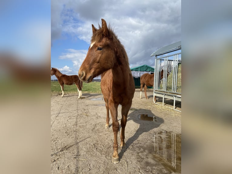 American Quarter Horse Hengst 1 Jahr 159 cm Dunkelfuchs in Wachtberg