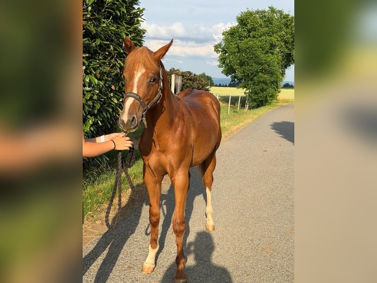 American Quarter Horse Hengst 1 Jahr 160 cm Fuchs in Kirchendemenreuth