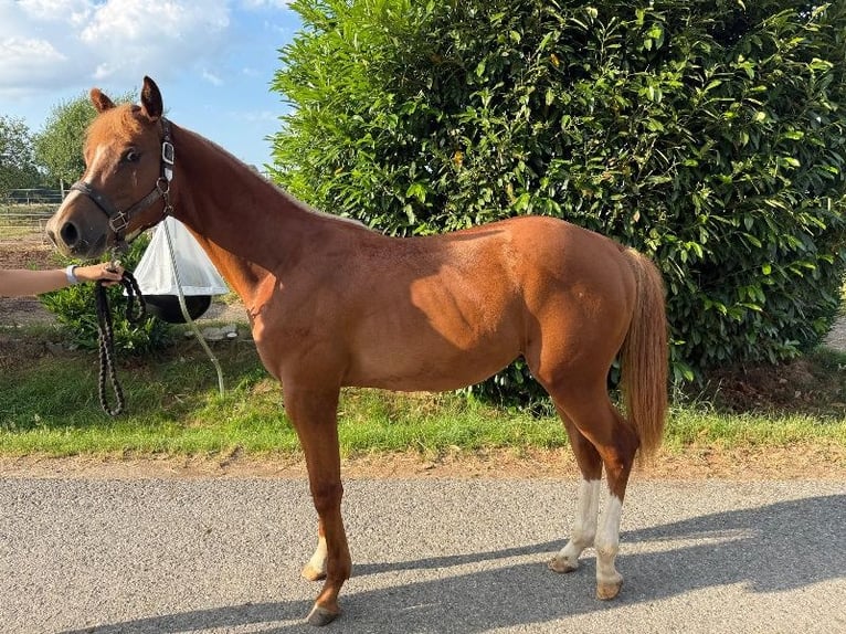 American Quarter Horse Hengst 1 Jahr 160 cm Fuchs in Kirchendemenreuth