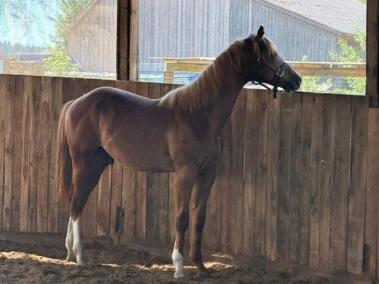 American Quarter Horse Hengst 1 Jahr 160 cm Fuchs in Kirchendemenreuth