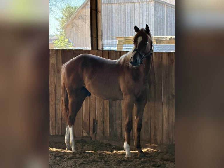 American Quarter Horse Hengst 1 Jahr 160 cm Fuchs in Kirchendemenreuth
