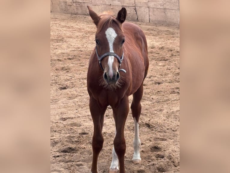 American Quarter Horse Hengst 1 Jahr 160 cm Fuchs in Altenstadt an der Waldnaab
