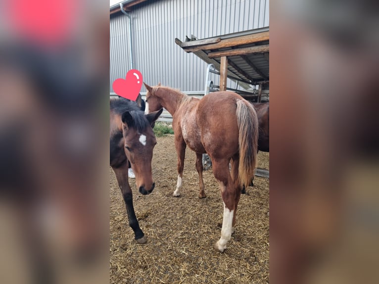 American Quarter Horse Hengst 1 Jahr 160 cm Fuchs in Langenau