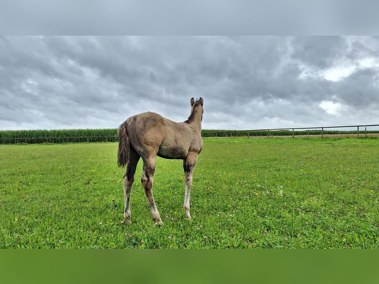 American Quarter Horse Hengst 1 Jahr 160 cm Grullo in Altenmarkt an der Alz