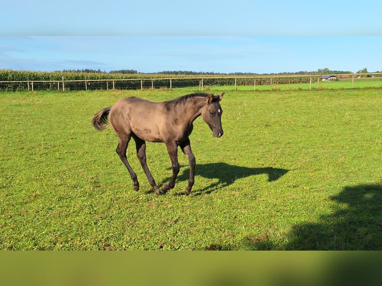 American Quarter Horse Hengst 1 Jahr 160 cm Grullo in Altenmarkt an der Alz
