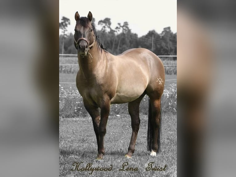 American Quarter Horse Hengst 1 Jahr 160 cm Grullo in Altenmarkt an der Alz