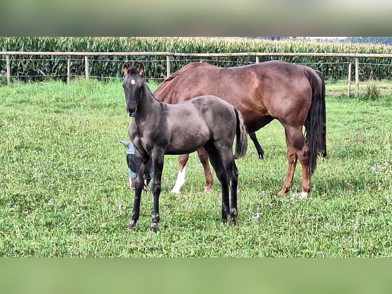 American Quarter Horse Hengst 1 Jahr 160 cm Grullo in Altenmarkt an der Alz