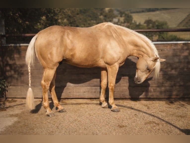 American Quarter Horse Hengst 1 Jahr 160 cm Red Dun in Písek