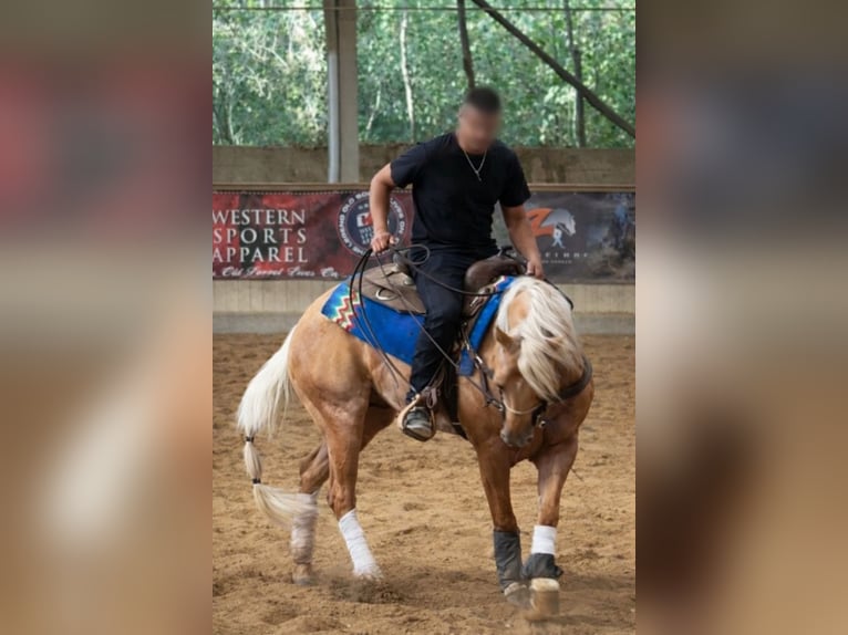 American Quarter Horse Hengst 1 Jahr 160 cm Red Dun in Písek
