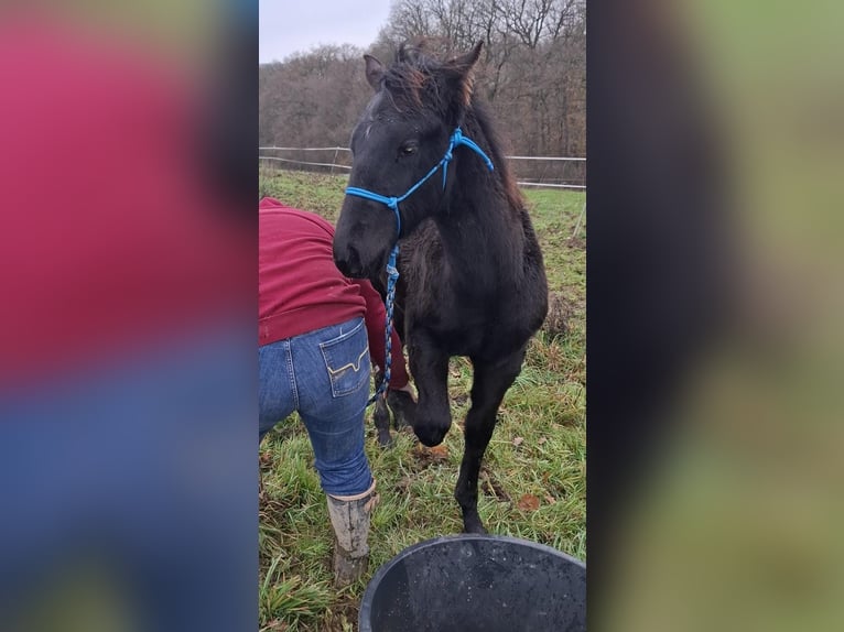 American Quarter Horse Hengst 1 Jahr 162 cm Rappe in Echternacherbrück