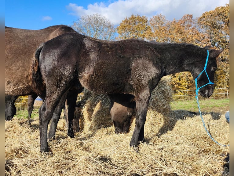 American Quarter Horse Hengst 1 Jahr 162 cm Rappe in Echternacherbrück