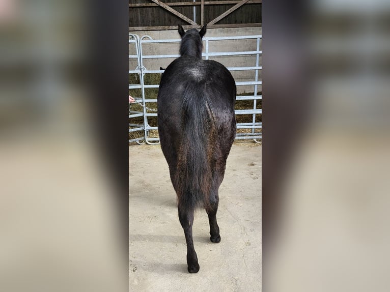 American Quarter Horse Hengst 1 Jahr 162 cm Rappe in Echternacherbrück