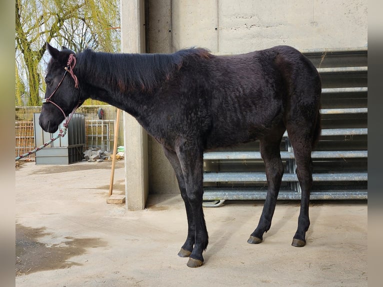 American Quarter Horse Hengst 1 Jahr 162 cm Rappe in Echternacherbrück