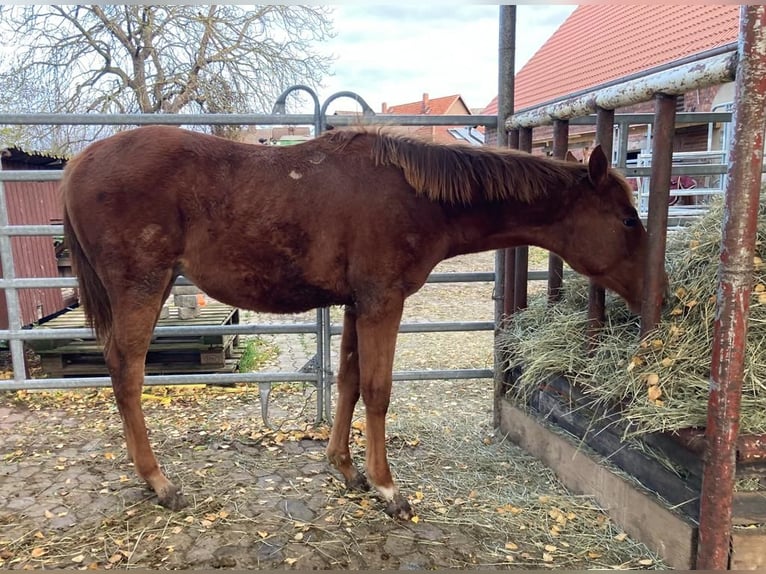 American Quarter Horse Hengst 1 Jahr 167 cm Dunkelfuchs in Suthfeld