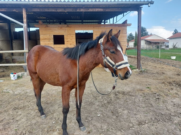 American Quarter Horse Hengst 1 Jahr Brauner in Saint Germain Laval