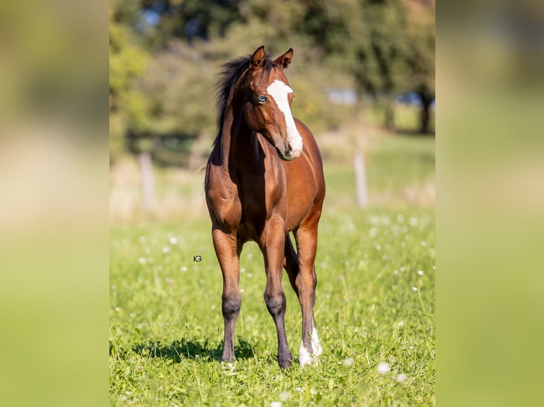 American Quarter Horse Hengst 1 Jahr Brauner in Unterprenning