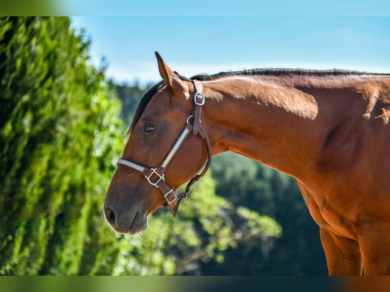 American Quarter Horse Hengst 1 Jahr Brauner in Alfdorf