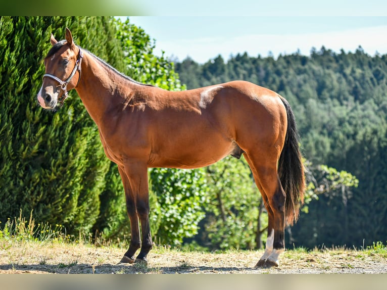 American Quarter Horse Hengst 1 Jahr Brauner in Alfdorf