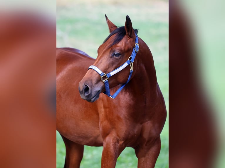 American Quarter Horse Hengst 1 Jahr Brauner in Linz