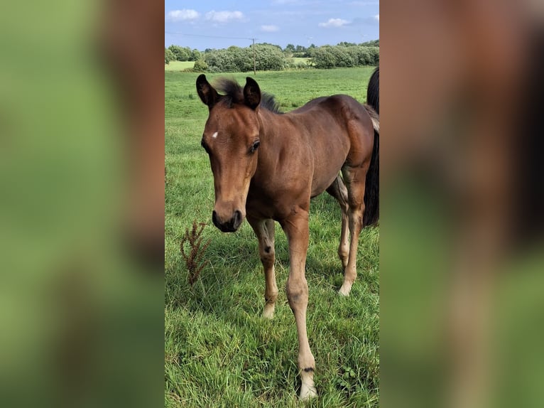 American Quarter Horse Hengst 1 Jahr Brauner in Sörup