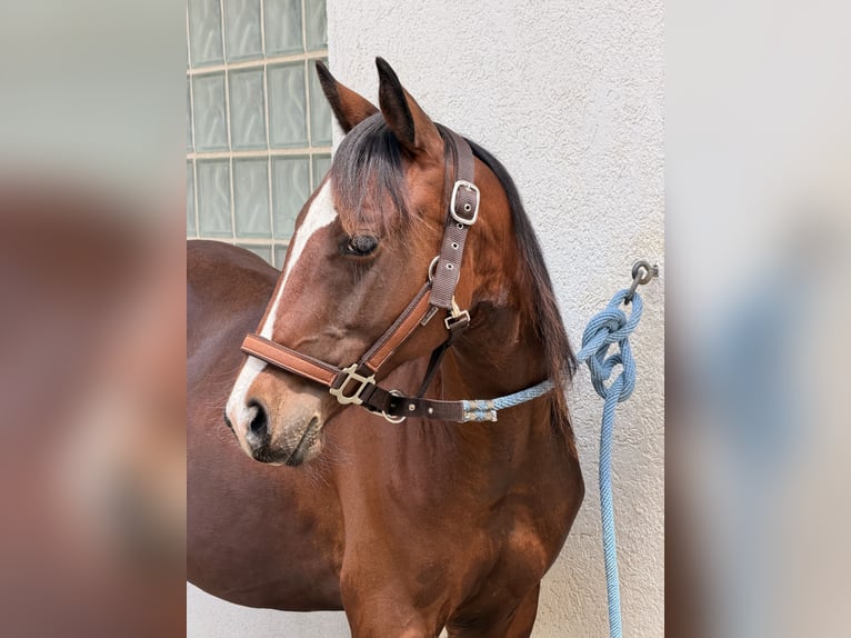 American Quarter Horse Hengst 1 Jahr Brauner in Villingen-Schwenningen