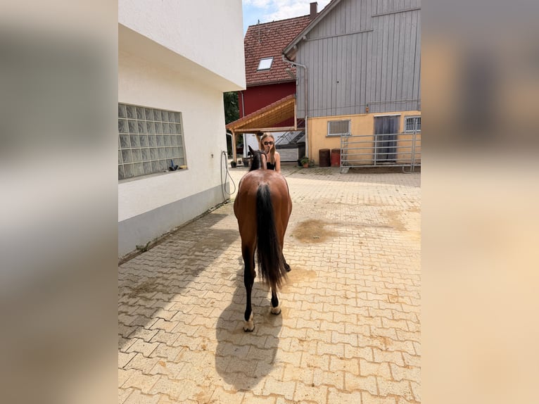American Quarter Horse Hengst 1 Jahr Brauner in Villingen-Schwenningen