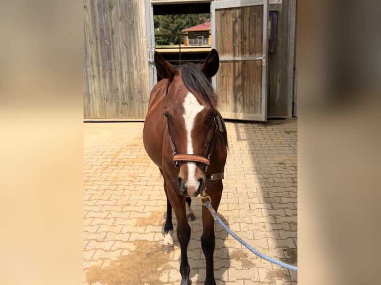 American Quarter Horse Hengst 1 Jahr Brauner in Villingen-Schwenningen