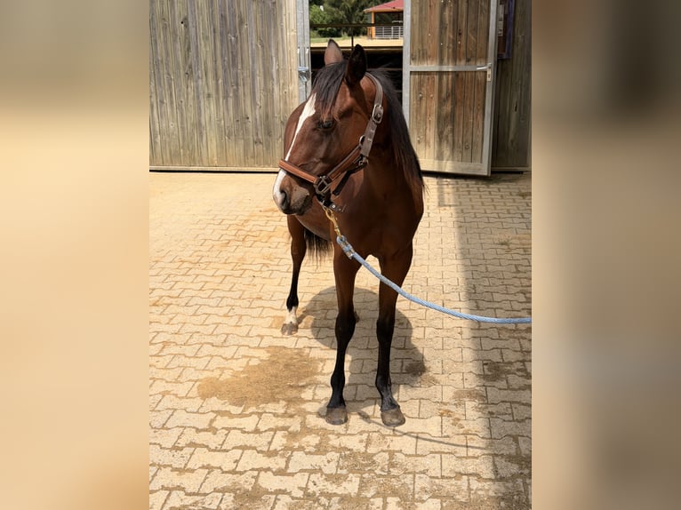 American Quarter Horse Hengst 1 Jahr Brauner in Villingen-Schwenningen