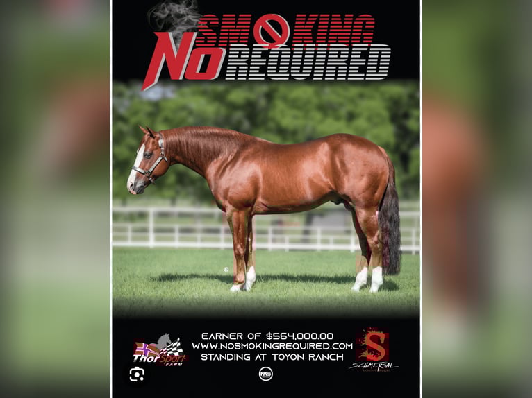 American Quarter Horse Hengst 1 Jahr Brauner in Rosenfeld