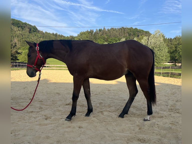 American Quarter Horse Hengst 1 Jahr Brauner in Rosenfeld
