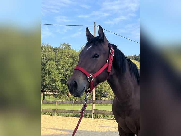 American Quarter Horse Hengst 1 Jahr Brauner in Rosenfeld