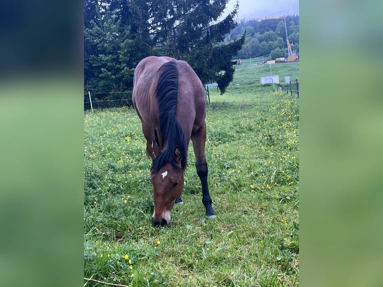 American Quarter Horse Hengst 1 Jahr Brauner in Rosenfeld