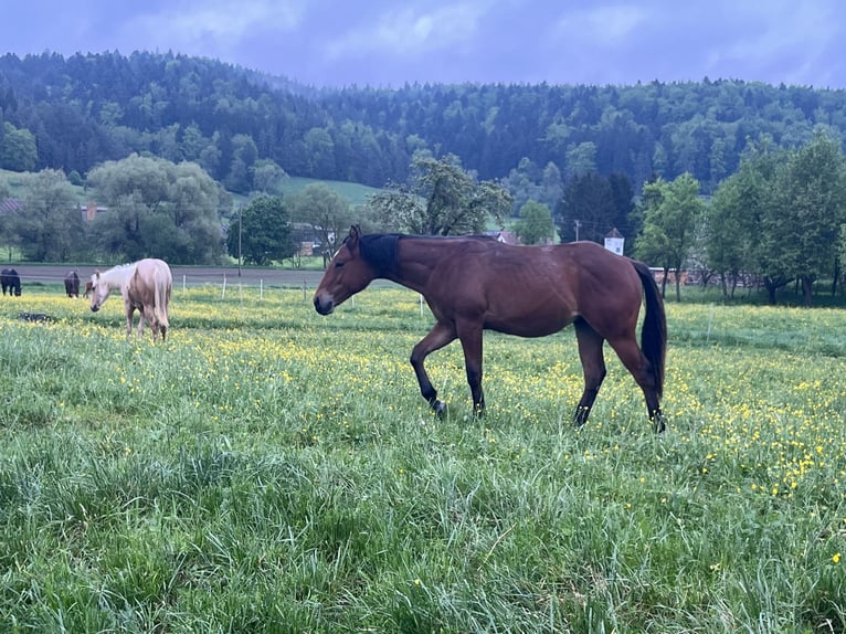 American Quarter Horse Hengst 1 Jahr Brauner in Rosenfeld