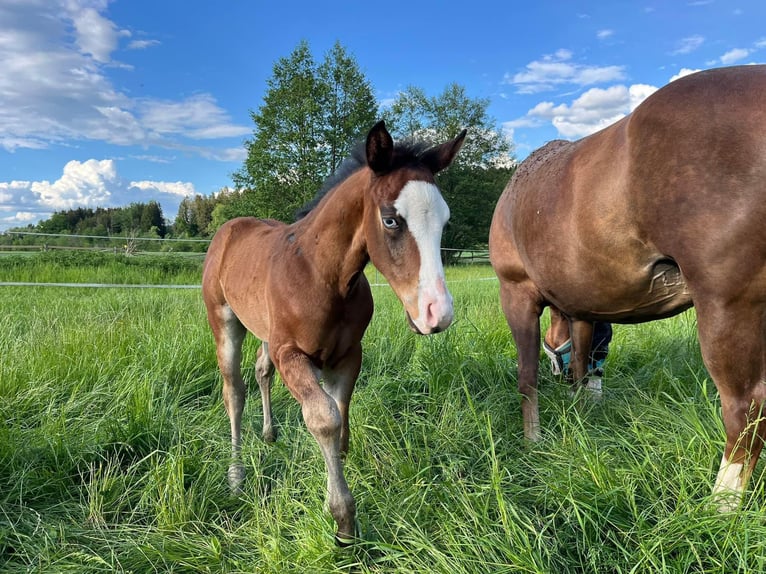 American Quarter Horse Hengst 1 Jahr Brauner in Eurasburg