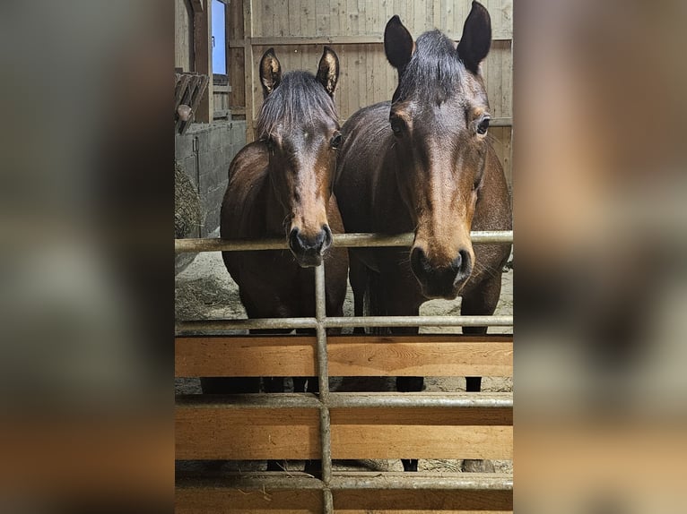 American Quarter Horse Hengst 1 Jahr Brauner in Klagenfurt,09.Bez.:Annabichl