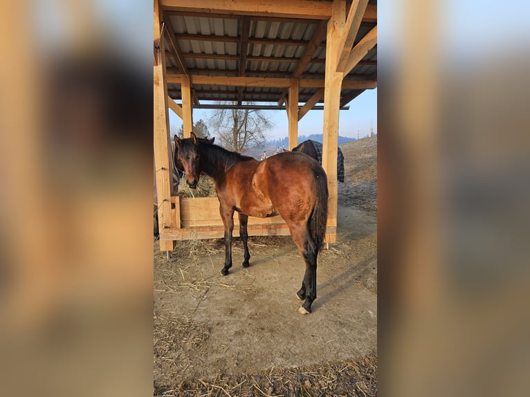 American Quarter Horse Hengst 1 Jahr Brauner in Klagenfurt,09.Bez.:Annabichl