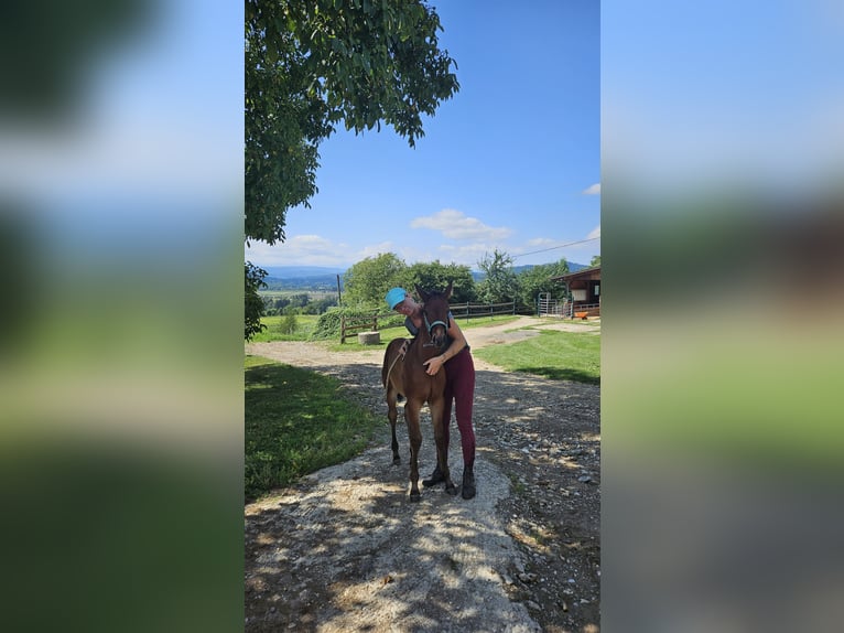 American Quarter Horse Hengst 1 Jahr Brauner in Klagenfurt,09.Bez.:Annabichl